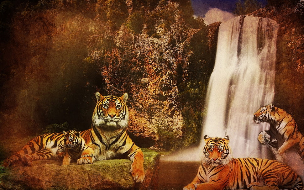 illustration of tigers with waterfalls HD wallpaper